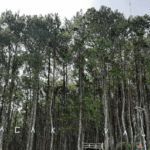 karacak valley tiket masuk