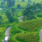 wisata kebun teh pangalengan