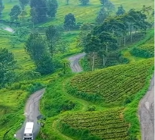 wisata kebun teh pangalengan