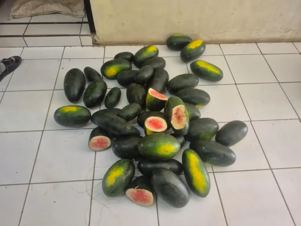 Curi Puluhan Semangka di Kebun Warga, Pemuda Cikelet Diamankan Polisi Puluhan semangka hasil curian pelaku di kebun warga yang diamankan polisi. (Istimewa)