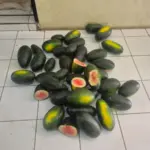 Puluhan semangka hasil curian pelaku di kebun warga yang diamankan polisi. (Istimewa)