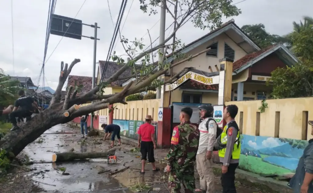 Pohon Karet Tumbang Akibat Cuaca Ekstrem, Jalur Desa Cisaat Kadungora Sempat Lumpuh. (Ist)