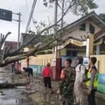 Pohon Karet Tumbang Akibat Cuaca Ekstrem, Jalur Desa Cisaat Kadungora Sempat Lumpuh. (Ist)