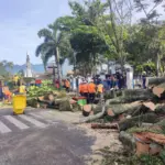 Ratusan Pohon Terancam Roboh, DLH Garut Akui Minim Peralatan Deteksi