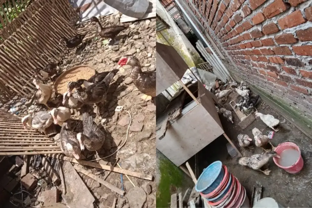 20 Ekor Entok Milik Warga Raib Dicuri Tengah Malam di Kota Kulon Garut 20 Ekor Entok Milik Warga Raib Dicuri Tengah Malam di Kota Kulon Garut