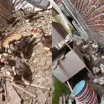 20 Ekor Entok Milik Warga Raib Dicuri Tengah Malam di Kota Kulon Garut