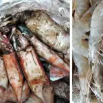 Cumi dan Udang Dinilai Cocok untuk Menu MBG, HNSI Luruskan Pernyataan Diskanak Garut