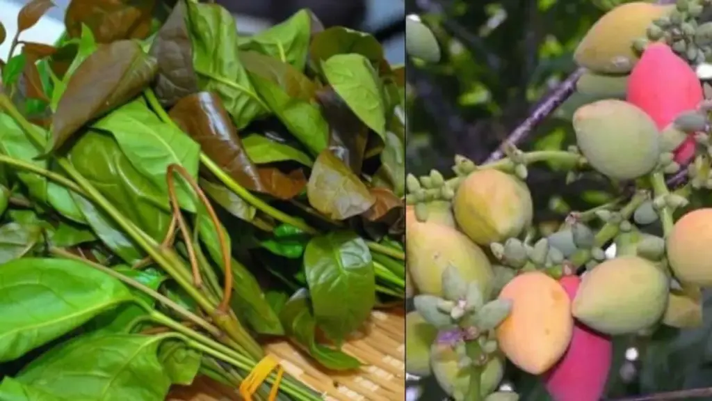 Tak Sekadar Pelengkap Masakan, Ini Deretan Manfaat Daun Melinjo untuk Kesehatan. (Istimewa)