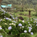 wisata untuk tahun baru di garut