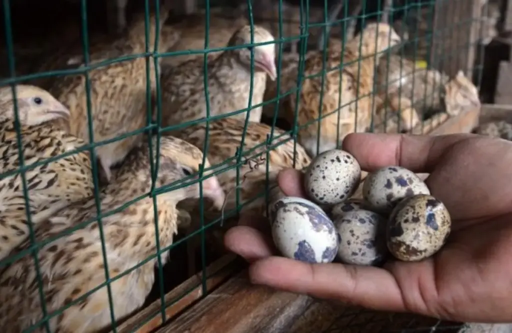 Cocok untuk Pemula, 7 Usaha Ternak dengan Perputaran Modal Cepat. (Istimewa)