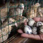 Cocok untuk Pemula, 7 Usaha Ternak dengan Perputaran Modal Cepat. (Istimewa)