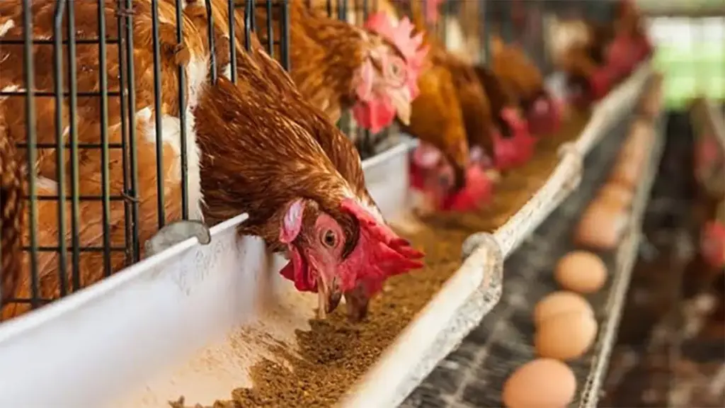 Inilah Tips Memulai Bisnis Ayam Petelur Rumahan untuk Pemula. (Ist)