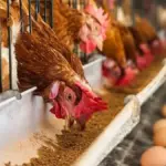 Inilah Tips Memulai Bisnis Ayam Petelur Rumahan untuk Pemula. (Ist)