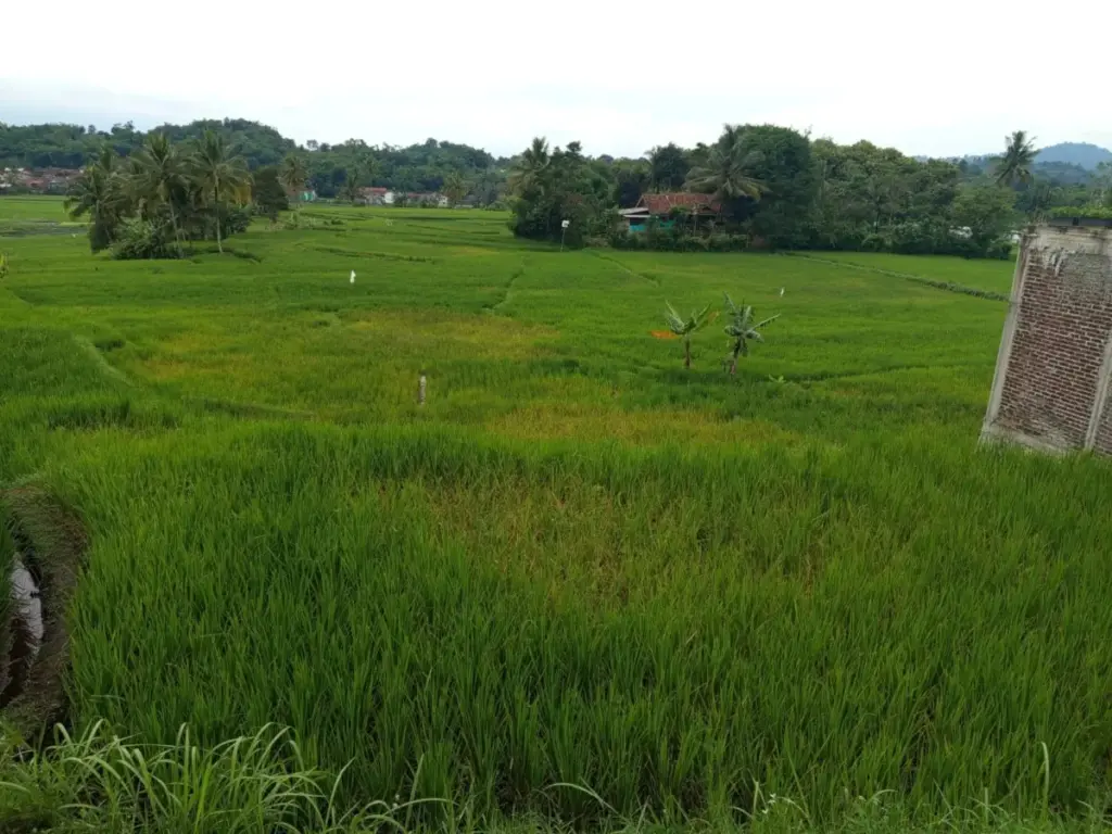 Tanaman padi di Sarcieuy Desa Sindangsari, Leuwigoong, hancur diganyang hama tikus. (Pepen Apendi/Radar Garut)