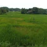 Tanaman padi di Sarcieuy Desa Sindangsari, Leuwigoong, hancur diganyang hama tikus. (Pepen Apendi/Radar Garut)