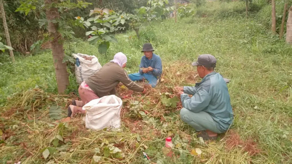 Banyak Petani Kena Tipu, Jual Hasil Tanaman Disarankan Harus Timbang Bayar (Feri/Radar Garut)