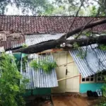 Pohon Tumbang Akibat Hujan Deras dan Angin Kencang, Tiga Rumah di Banyuresmi Garut Rusak.(Istimewa)