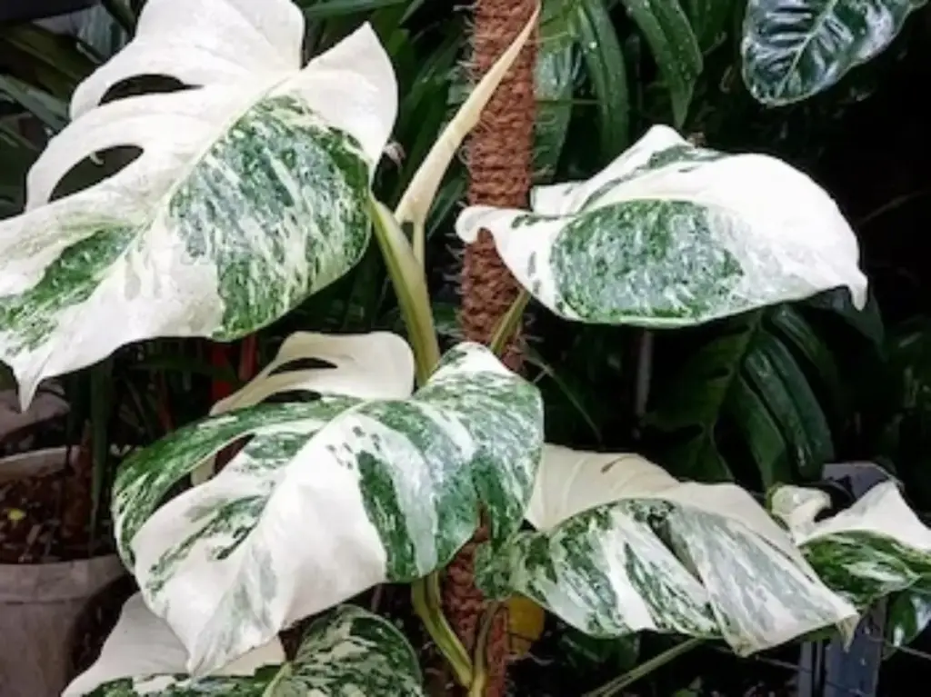 Bukan Cuma Estetika, Ini 5 Tanaman Hias Favorit 2026 yang Bikin Rumah Lebih Nyaman. (Foto: Freepik/Radargarut.