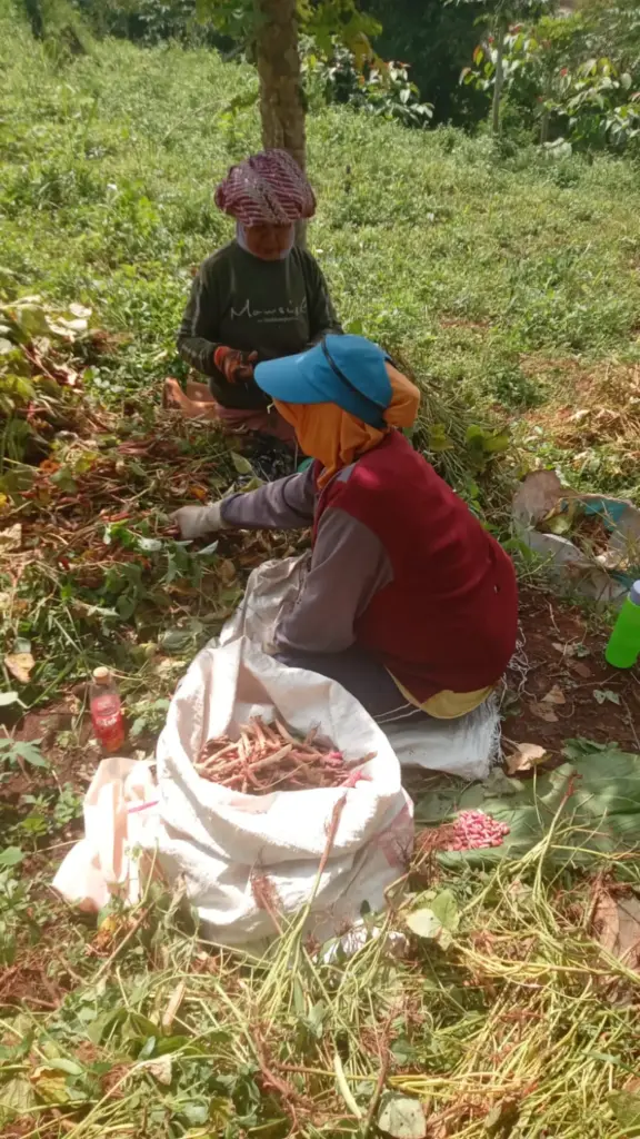 Jadi Bahan Utama Dodol Garut, Kacang Rampong Banyak Dicari Radar Garut
