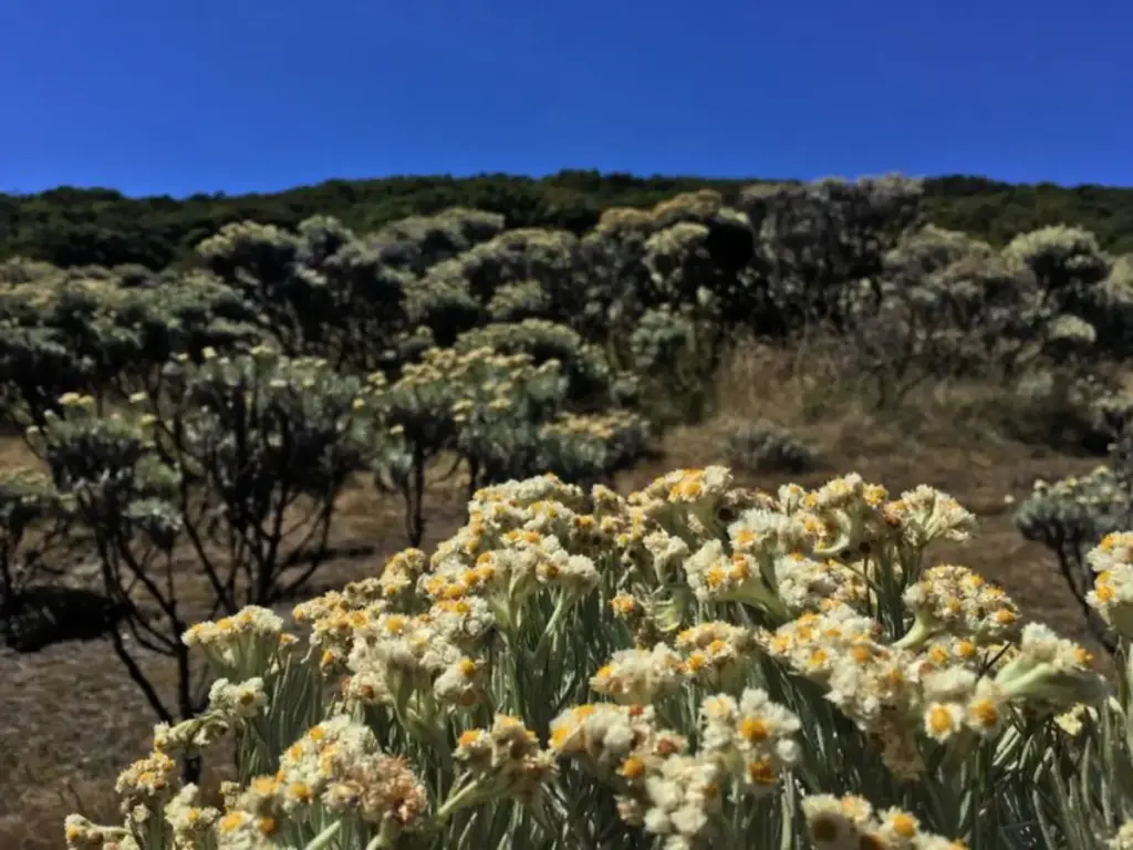 Padang Edelweis di Gunung Papandayan: Hamparan Bunga Abadi Terluas se-Asia Tenggara Istimewa