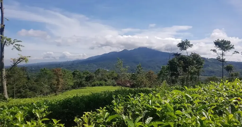 (Istimewa/radargarut.id)