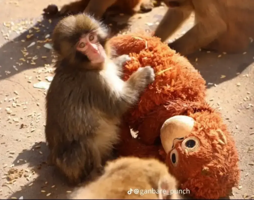 Ditelantarkan Koloni, Bayi Monyet Ini Peluk Boneka Untuk Penuhi Kasih Sayang (Tiktok/radargarut.id)