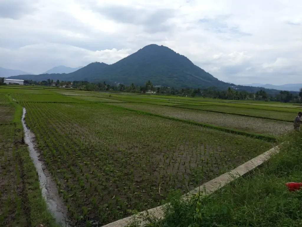 Sawah di Leuwigoong Kesulitan Air, Petani Harus Ngandir ke Hulu Pepen Apendi / Radar Garut