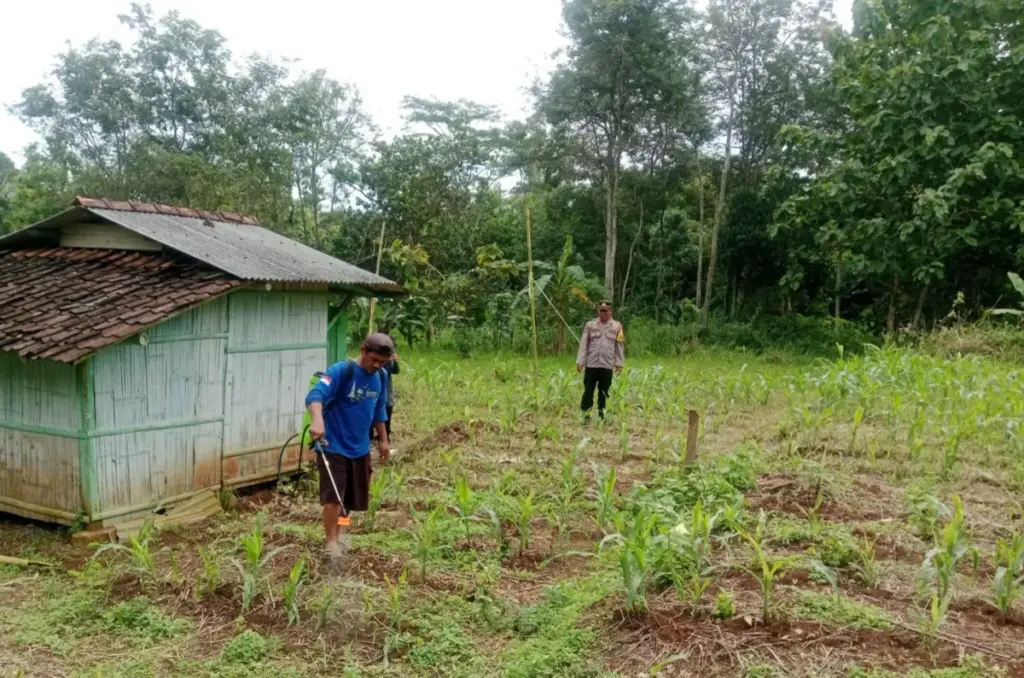 Polsek Leuwigoong Turun ke Lahan, Dampingi Petani Rawat Jagung di Sardadap istimewa