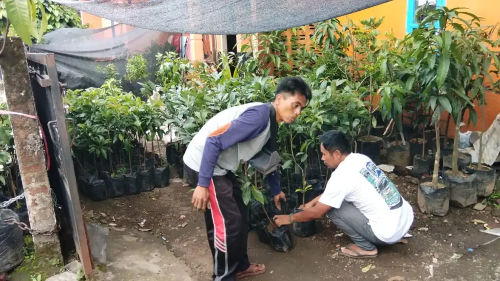 Warga Garut Ramai Tanam Alpukat HAS, Harga Tinggi dan Diminati Pasar Ekspor Radar Garut