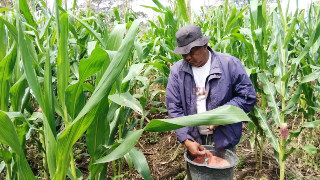 Anomali Cuaca Jadi Berkah, Program Jagung Hibrida BUMDes di Bayongbong Diprediksi Minim Kendala Feri/Radar Garut