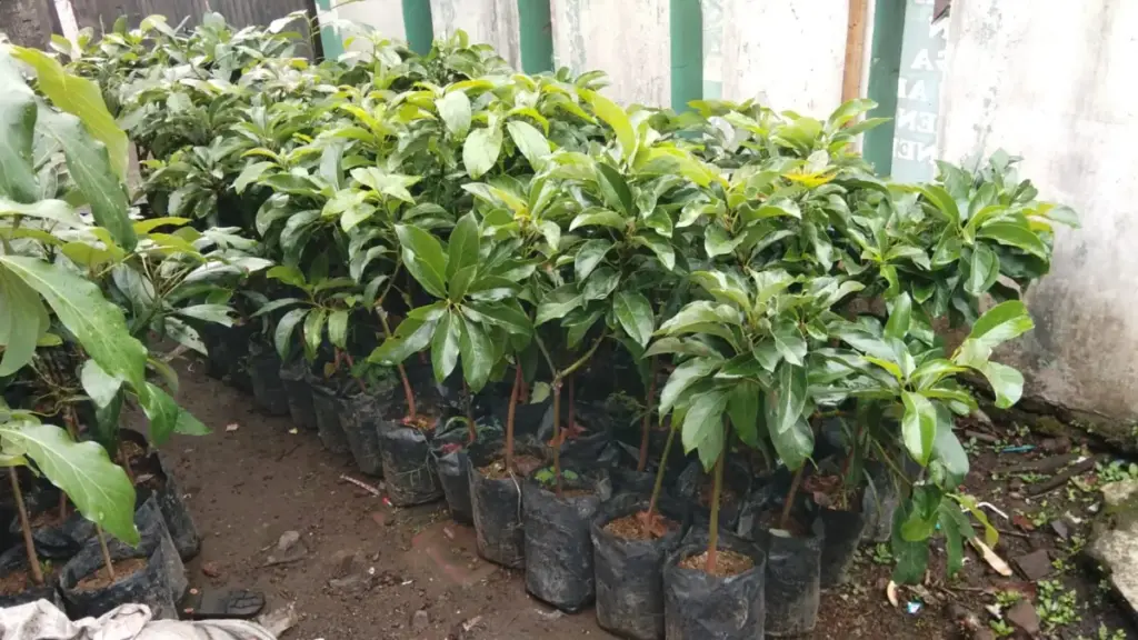 Alpukat Miki Dilirik Warga Garut, Tak Mengenal Musim Selalu Berbuah (Feri/Radar Garut)