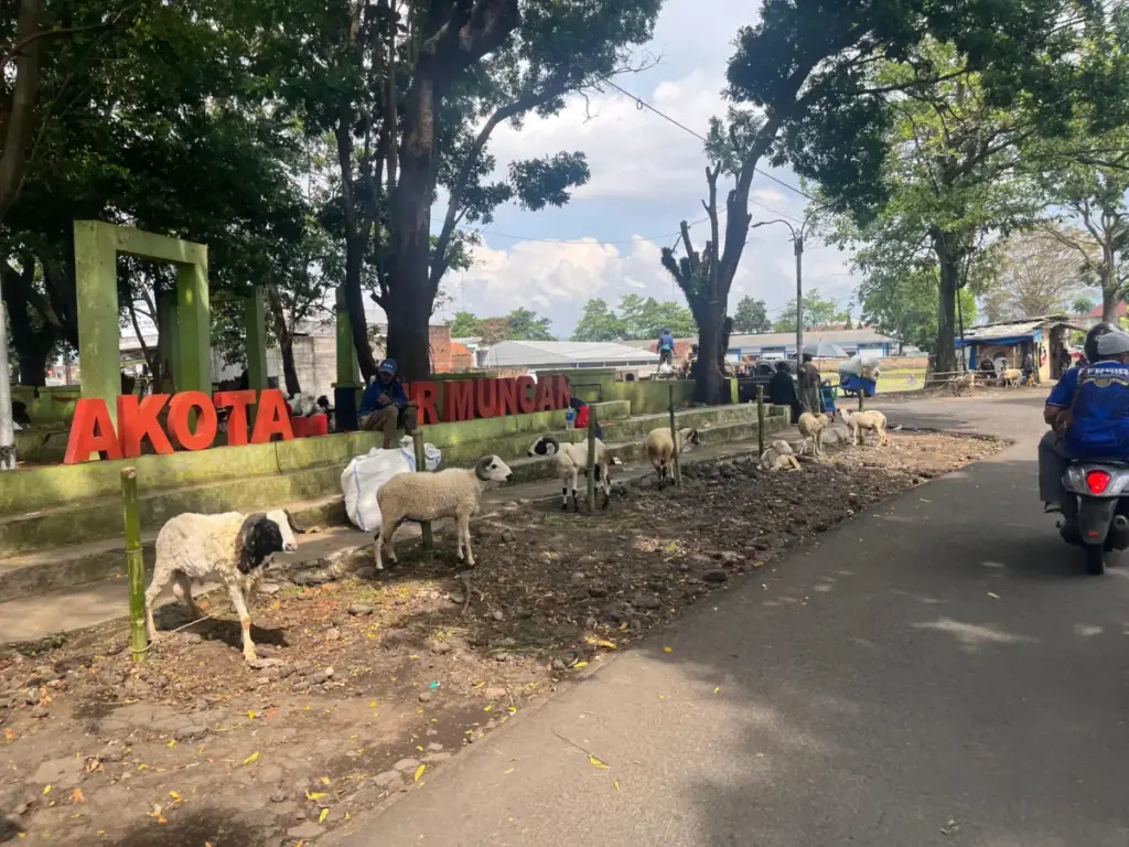 Pedagang Kambing Musiman Marak di Pinggir Jalan Jelang Idul Adha, Satpol PP Garut Siap Turun Patroli (Rizka/Radar Garut)