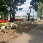 (Rizka/Radar Garut)