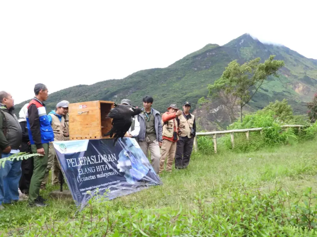 PGE Kamojang dan BBKSDA Lepasliarkan Elang Hitam ke Habitat Alami di Gunung Papandayan istimewa