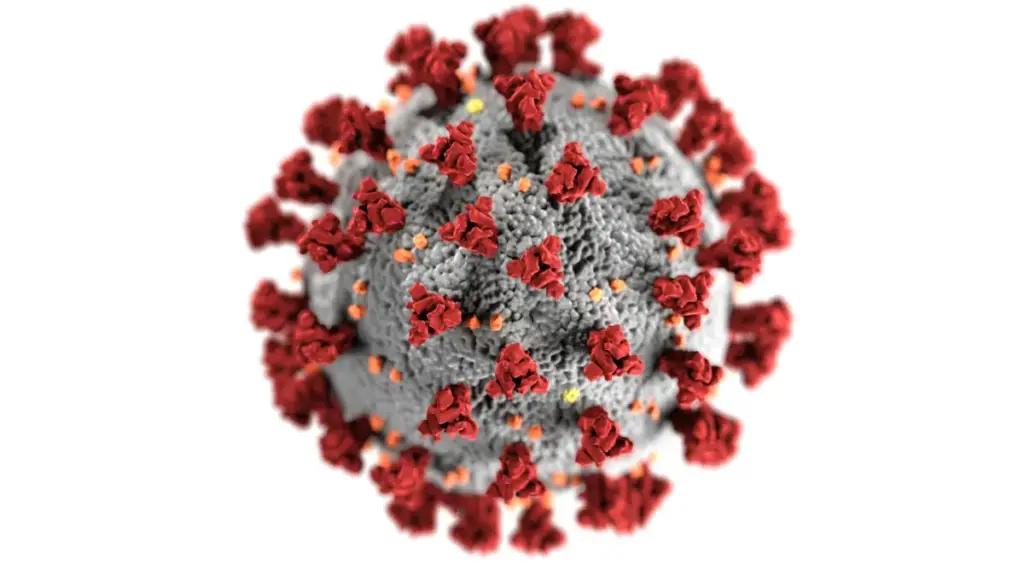 Sempat Viral, Suspek Hantavirus di Indonesia Dinyatakan Negatif (Unsplash/radargarut.id)