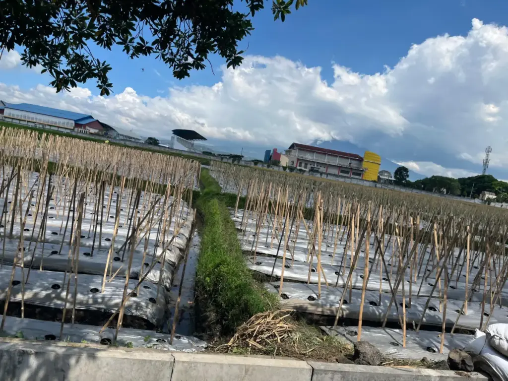 Distribusi Sempat Terkendala, Distan Garut Pastikan Serapan Pupuk Subsidi Masih Normal Rizka/Radar Garut.