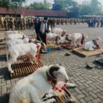 Domba Garut Saat Menjuarai Kontes Domba Piala Presiden 2025, Garut. (Istimewa)