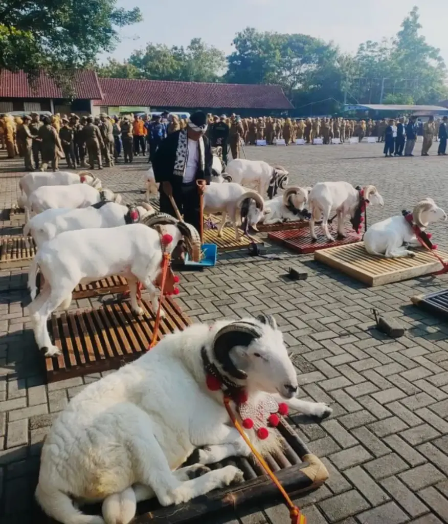 Domba Garut Saat Menjuarai Kontes Domba Piala Presiden 2025, Garut. (Istimewa)