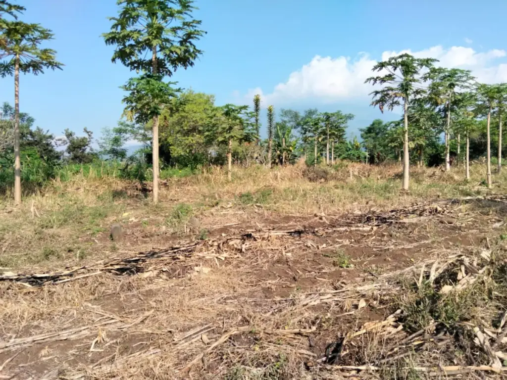 Lahan Jagung Sudah Dibersihkan. (Feri/Radar Garut)