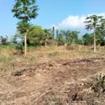 Lahan Jagung Sudah Dibersihkan. (Feri/Radar Garut)