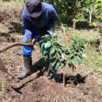Petani di Bayongbong Garut Tanam Alpukat Jenis Miki. (Feri/Radar Garut)