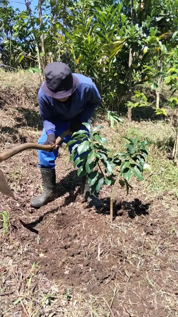 Alpukat Miki Kian Diminati Petani Garut, Dinilai Punya Rasa Paling Pulen Petani di Bayongbong Garut Tanam Alpukat Jenis Miki. (Feri/Radar Garut)