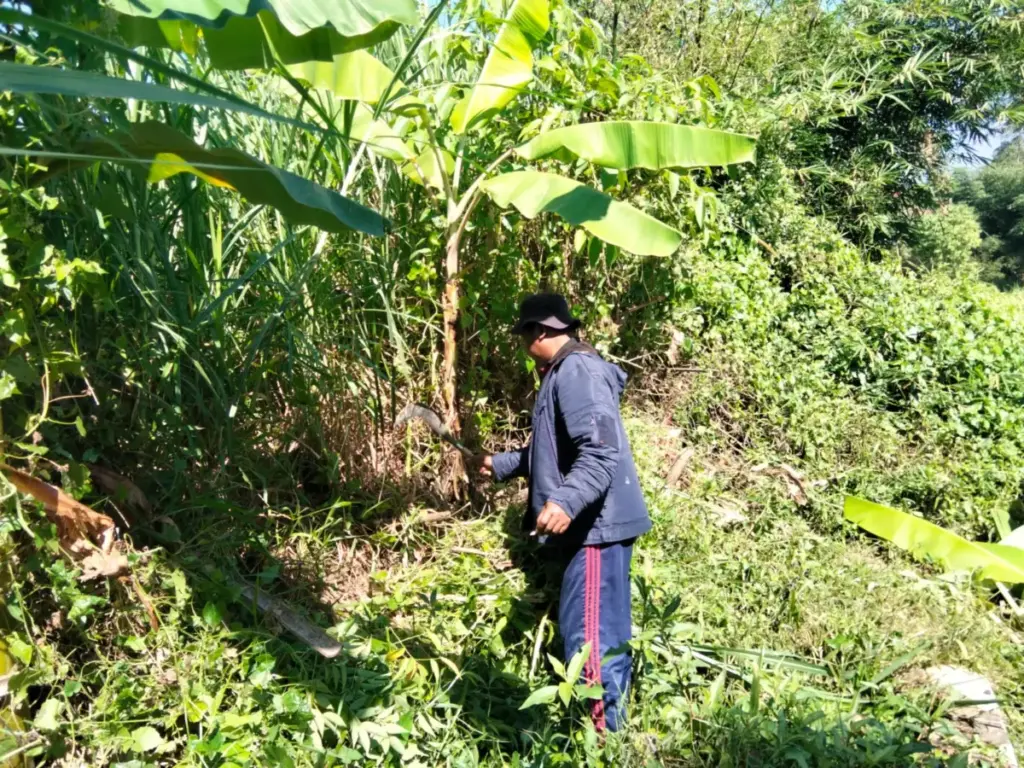 Lahan Talas Beneng Desa Mekarsari, Kecamatan Bayongbong, Garut. (Feri/Radar Garut)