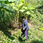 Lahan Talas Beneng Desa Mekarsari, Kecamatan Bayongbong, Garut. (Feri/Radar Garut)