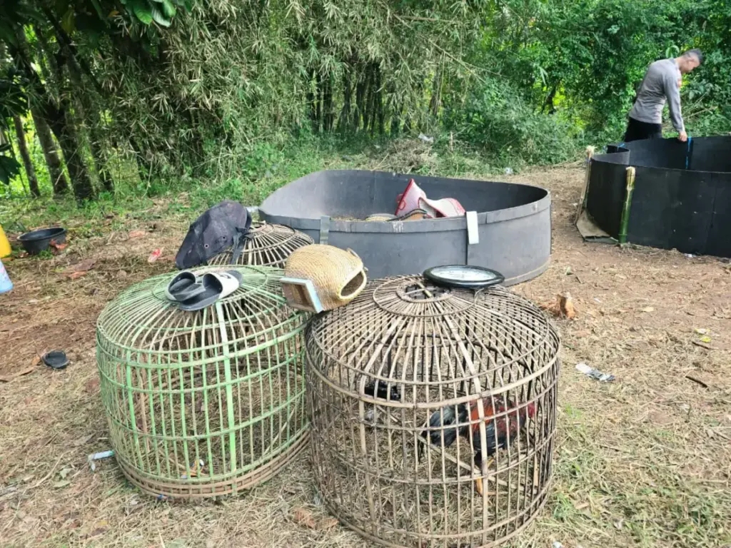 Kegiatan Sabung Ayam di Cibatu Dibubarkan Paksa Polisi istimewa