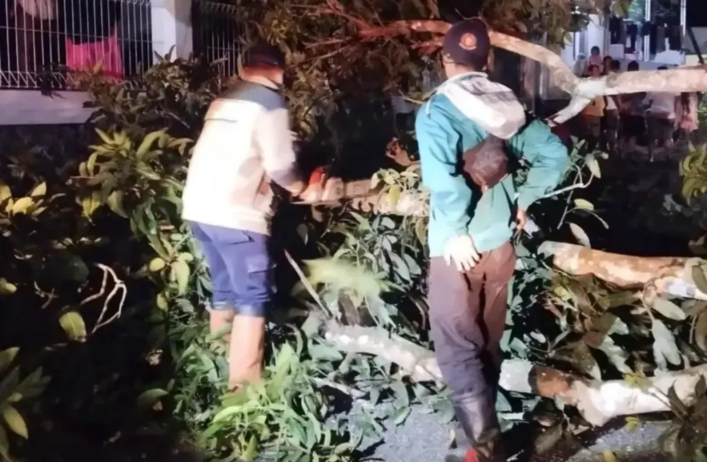 Pohon Tumbang Tutupi Jalur Raya Pamengpeuk-Garut (Istimewa)