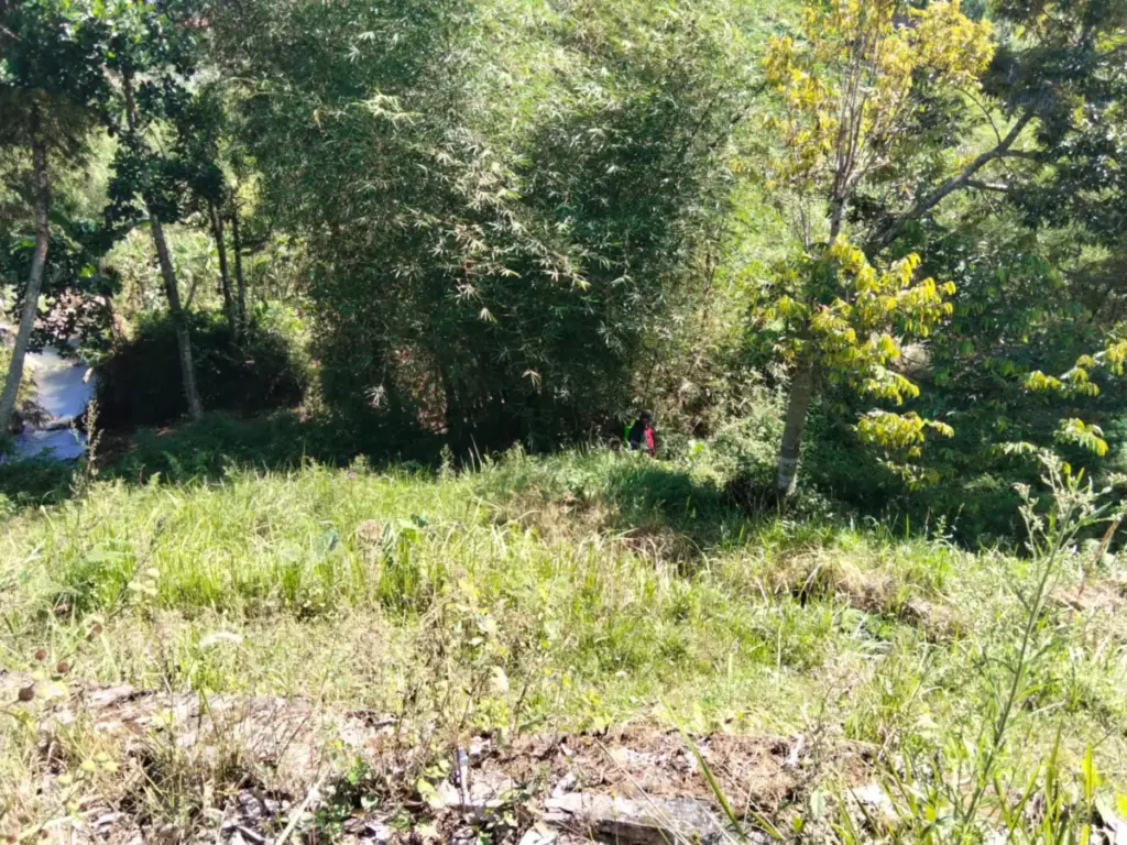 Peluang Pasar Terbuka, Petani Garut Diajak Kembangkan Ubi Cilembu Lahan untuk Budidaya Ubi Cilembu, Desa Mekarsari, Kecamatan Bayongbong, Garut. (Feri/Radar Garut)