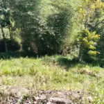 Lahan untuk Budidaya Ubi Cilembu, Desa Mekarsari, Kecamatan Bayongbong, Garut. (Feri/Radar Garut)