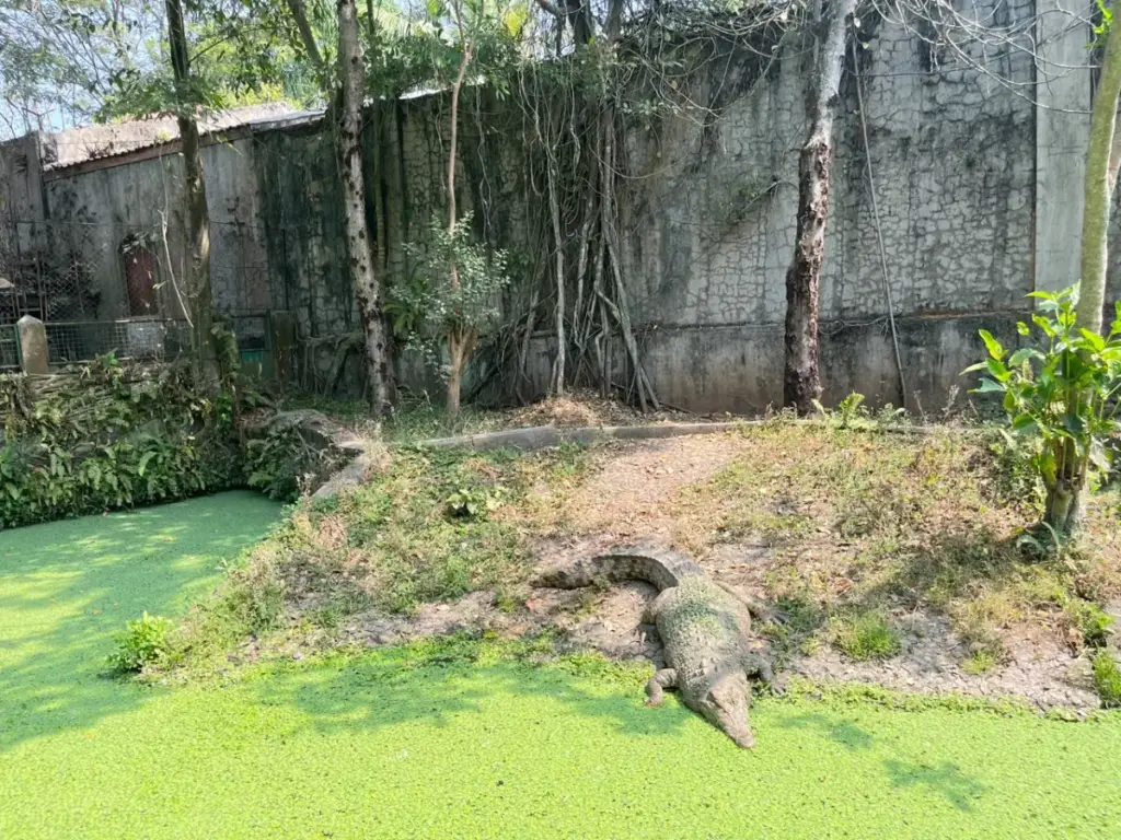 Hadapi Musim Pancaroba, Taman Satwa Cikembulan Perkuat Perlindungan Satwa Satwa di Taman satwa Cikembulan, Leles Garut. (Rizka/Radar Garut)