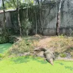 Satwa di Taman satwa Cikembulan, Leles Garut. (Rizka/Radar Garut)